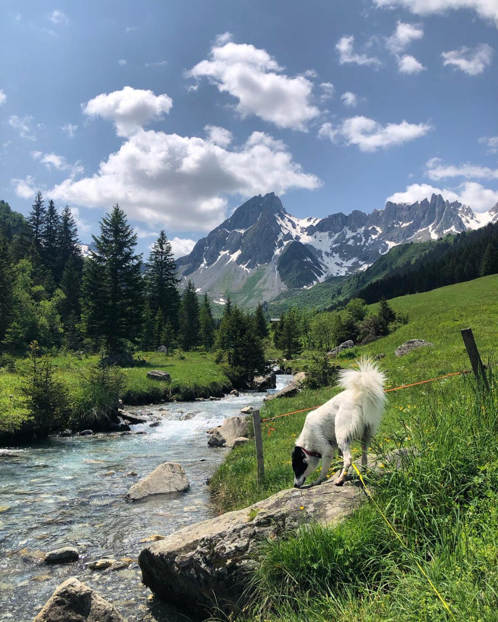 Chalet Riviere Du Bon Nant Location De 6 A 14 Personnes En Haute Savoie Сен-Жерве-ле-Бен Екстер'єр фото